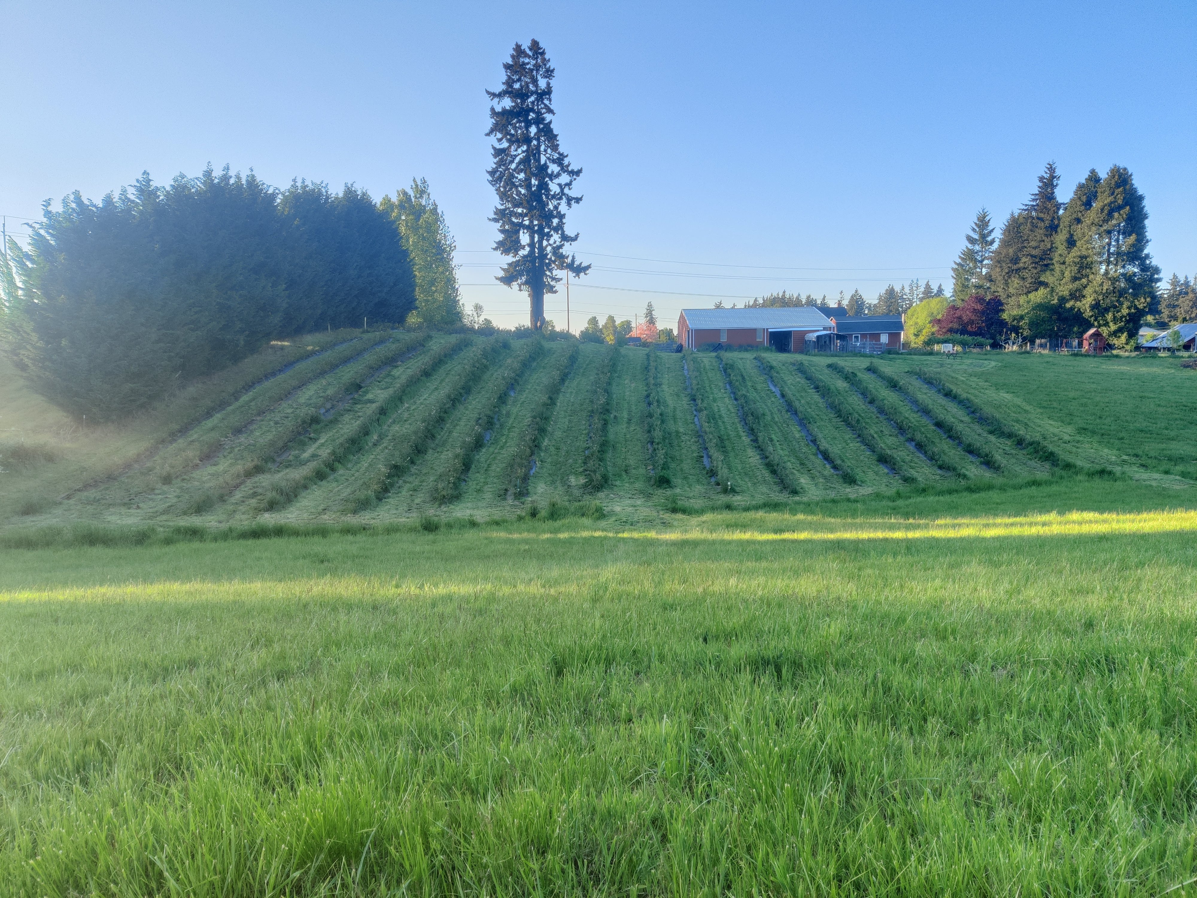 Blueberry farm  at Dickinson Farm in Aurora Oregon