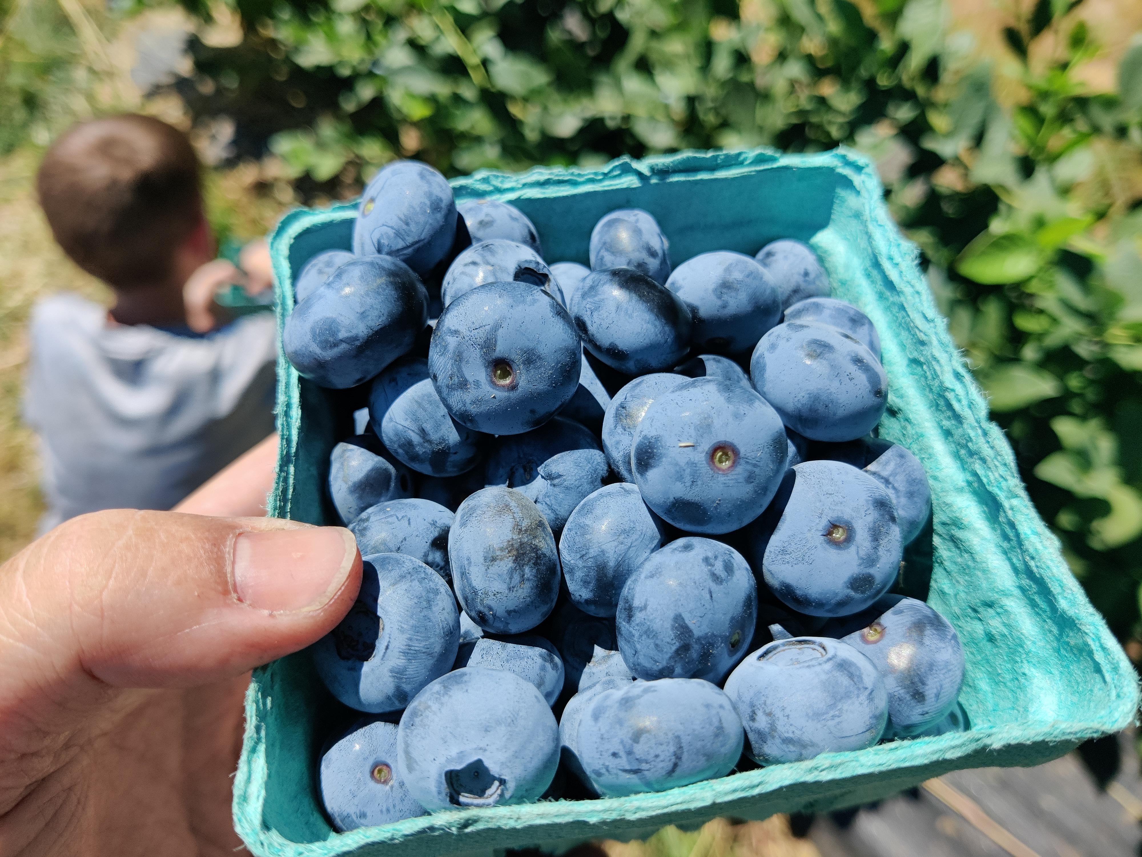 Fresh blueberries growing on bushes at Dickinson Farm in Aurora Oregon
